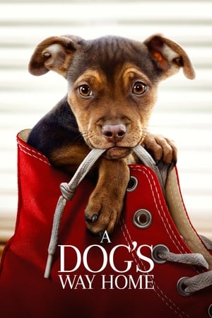 A Dogs Way Home (2019) Hindi Dual Audio [900MB]